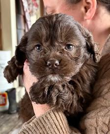 Family raised cockapoo pups