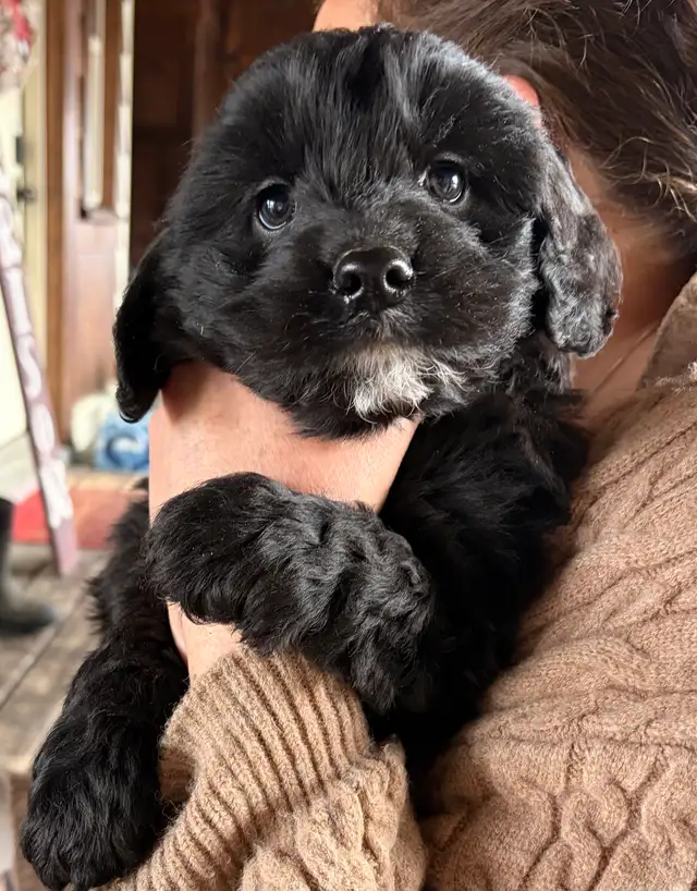 Family raised cockapoo pups - Photo 2