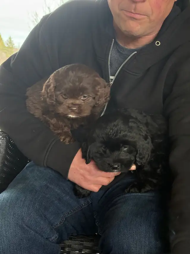 Family raised cockapoo pups - Photo 3