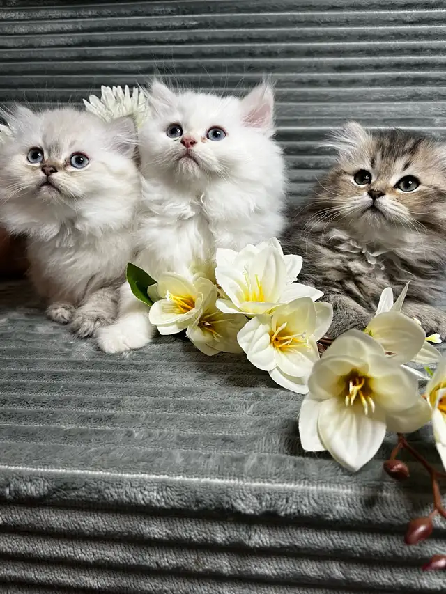 Chatons persans et himalayen