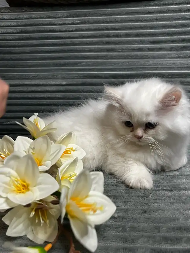 Chatons persans et himalayen - Photo 2