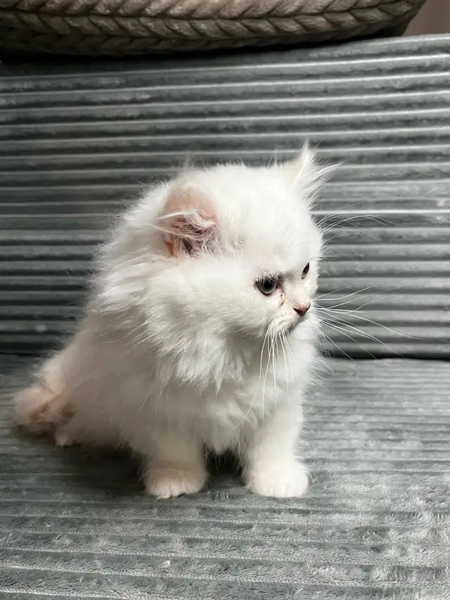 Chatons persans et himalayen - Photo 3