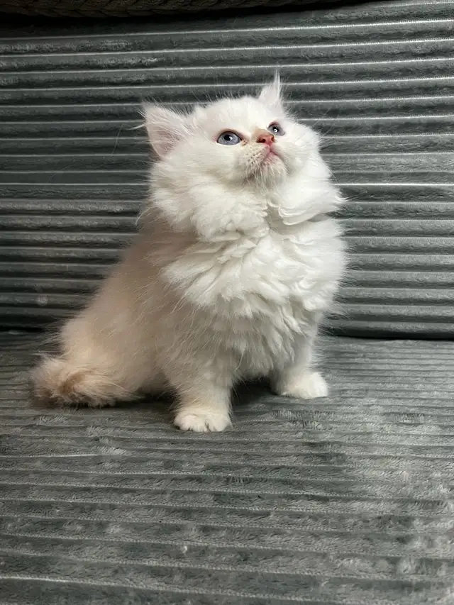 Chatons persans et himalayen - Photo 4