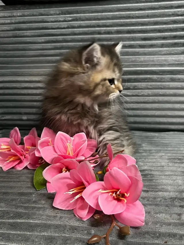 Chatons persans et himalayen - Photo 5