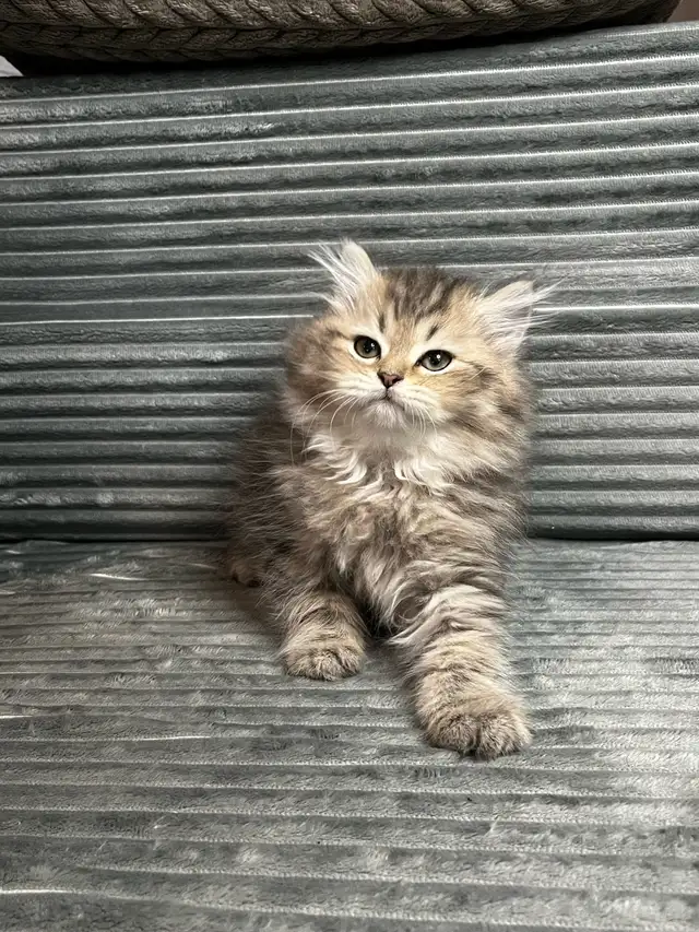 Chatons persans et himalayen - Photo 6