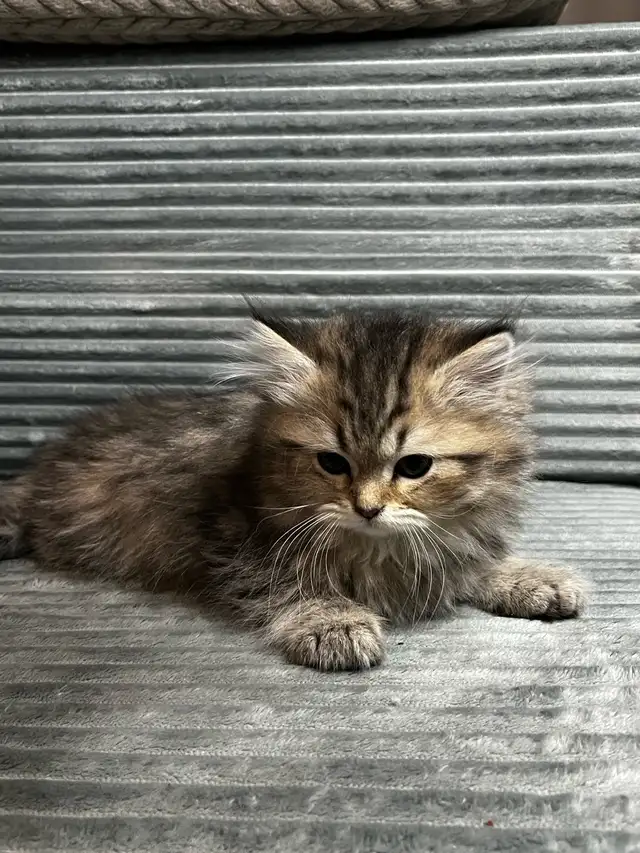 Chatons persans et himalayen - Photo 7