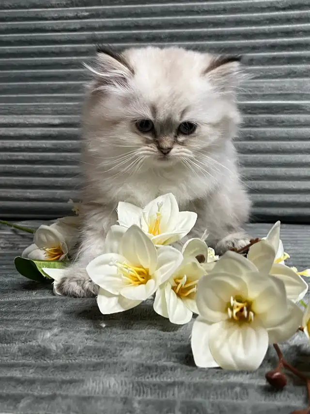 Chatons persans et himalayen - Photo 8