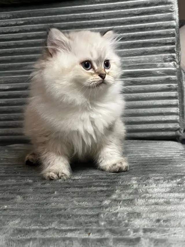 Chatons persans et himalayen - Photo 9