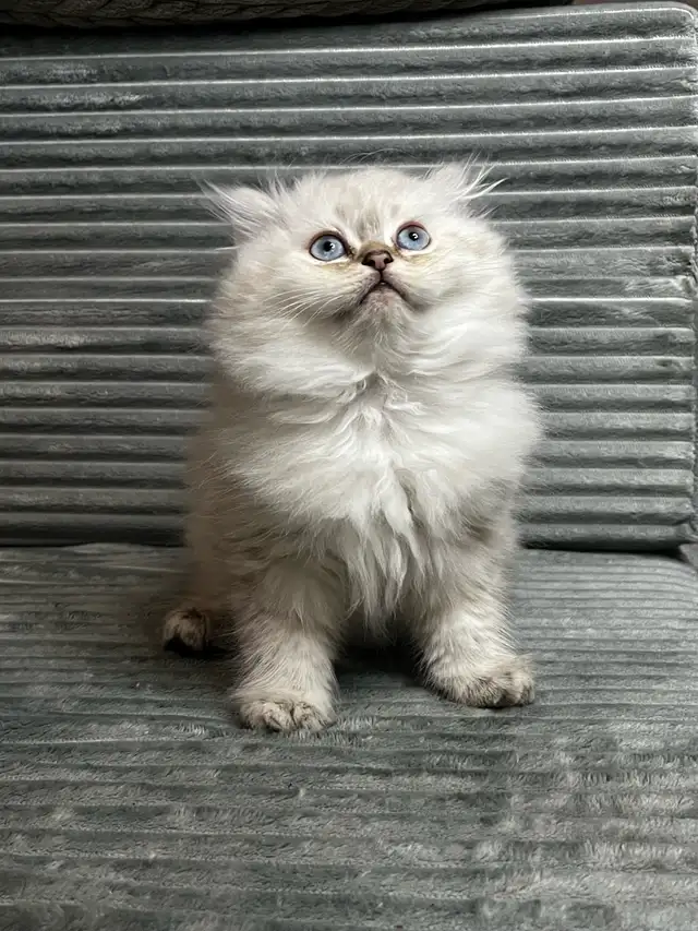 Chatons persans et himalayen - Photo 10