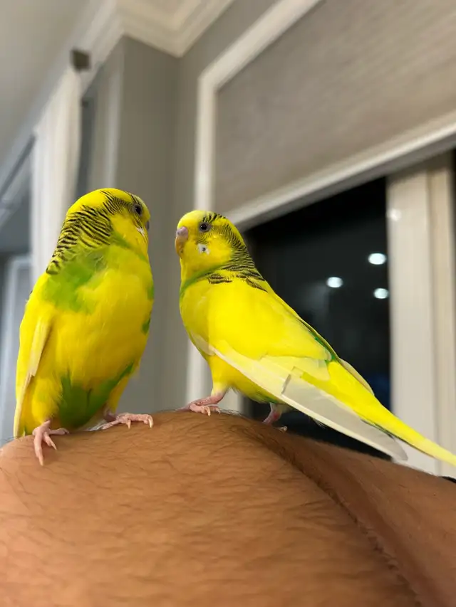 2 baby budgies for sale, male and female , new cage included