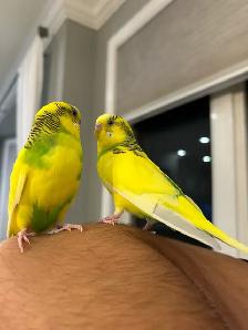 2 baby budgies for sale, male and female , new cage included