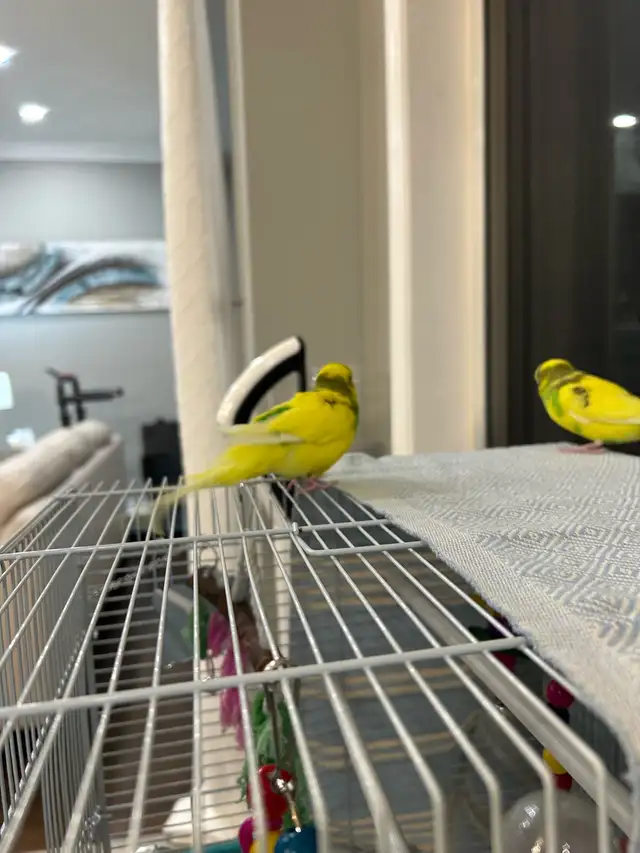 2 baby budgies for sale, male and female , new cage included - Photo 2