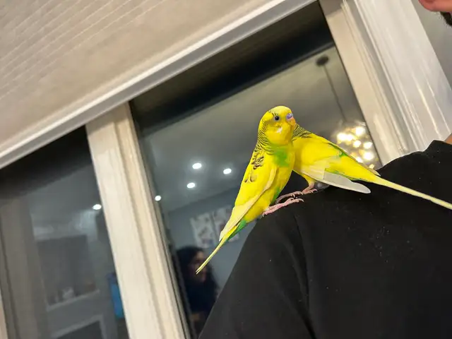 2 baby budgies for sale, male and female , new cage included - Photo 3