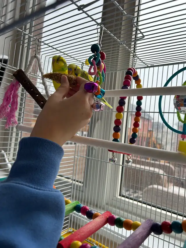 2 baby budgies for sale, male and female , new cage included - Photo 4