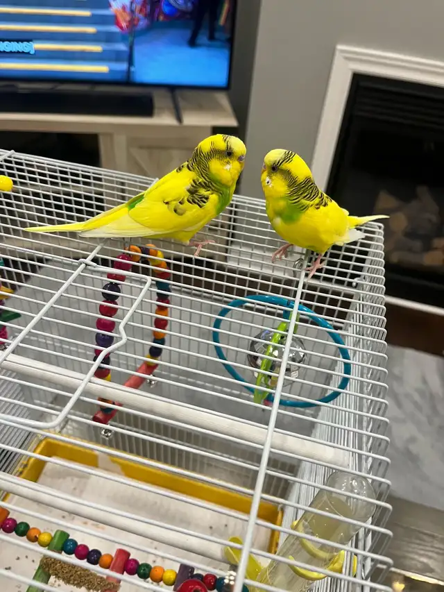2 baby budgies for sale, male and female , new cage included - Photo 5