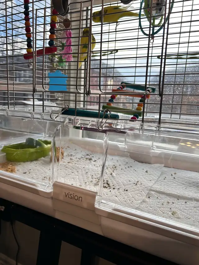 2 baby budgies for sale, male and female , new cage included - Photo 6