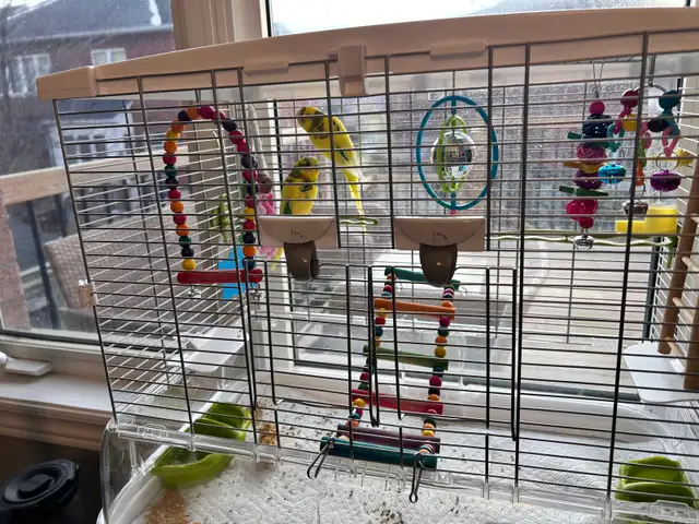 2 baby budgies for sale, male and female , new cage included - Photo 8