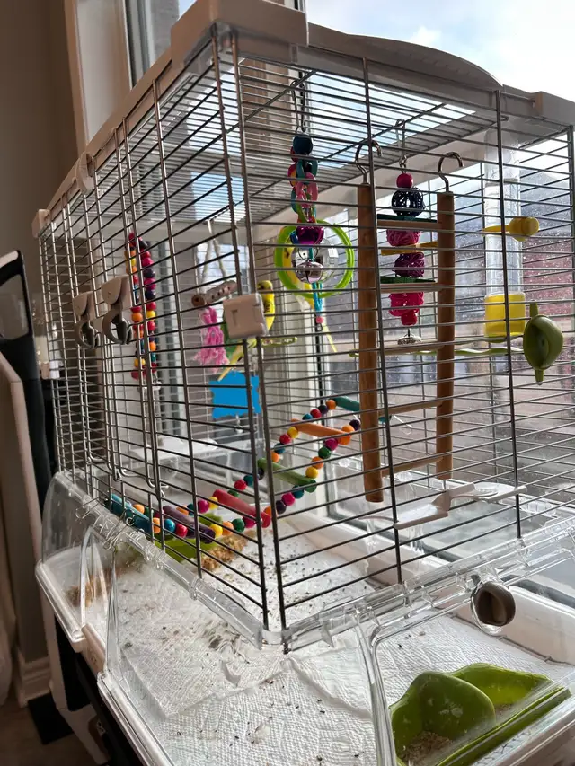 2 baby budgies for sale, male and female , new cage included - Photo 9