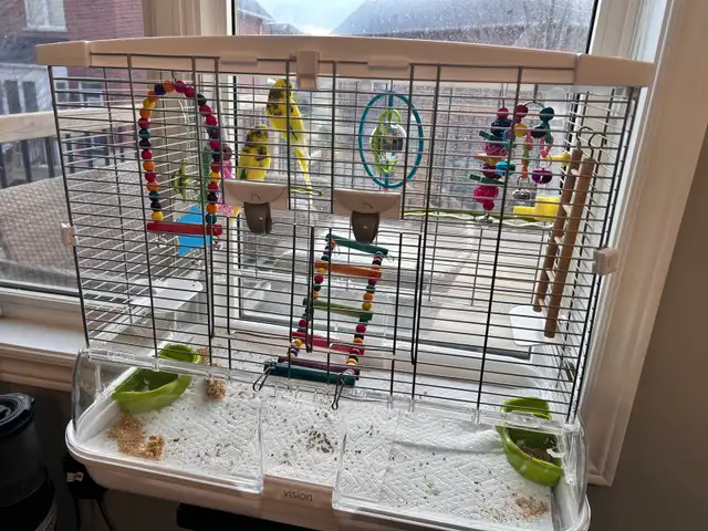 2 baby budgies for sale, male and female , new cage included - Photo 10