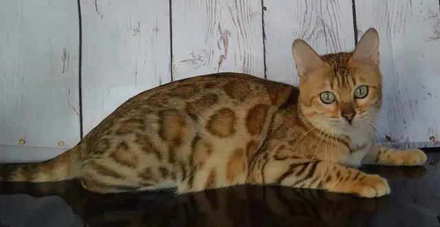 Bengal femelle enr TICA fermeture de chatterie