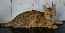 Bengal femelle enr TICA fermeture de chatterie