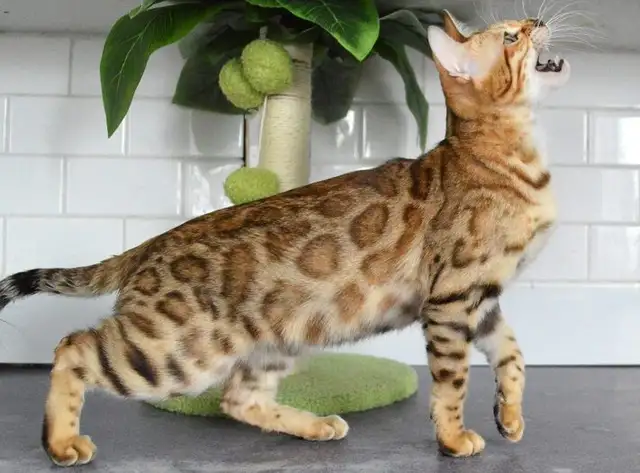 Bengal femelle enr TICA fermeture de chatterie - Photo 2