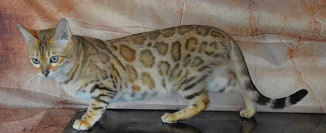 Bengal femelle enr TICA fermeture de chatterie - Photo 3