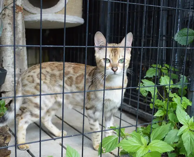 Bengal femelle enr TICA fermeture de chatterie - Photo 4