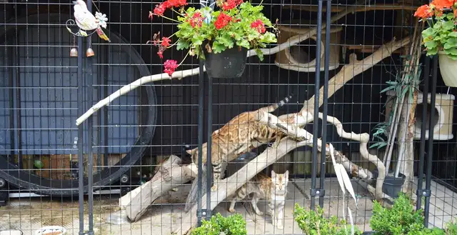 Bengal femelle enr TICA fermeture de chatterie - Photo 5