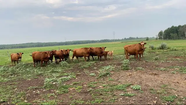 Custom Grazing 2026 - Photo 4