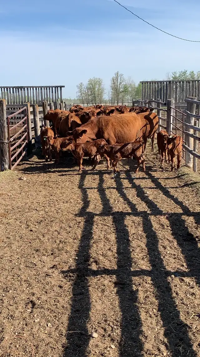 Custom Grazing 2026 - Photo 8