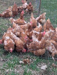 Laying Hens