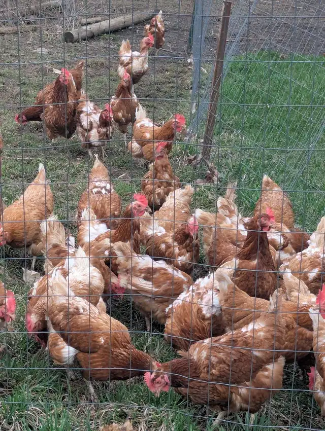 Laying Hens - Photo 2