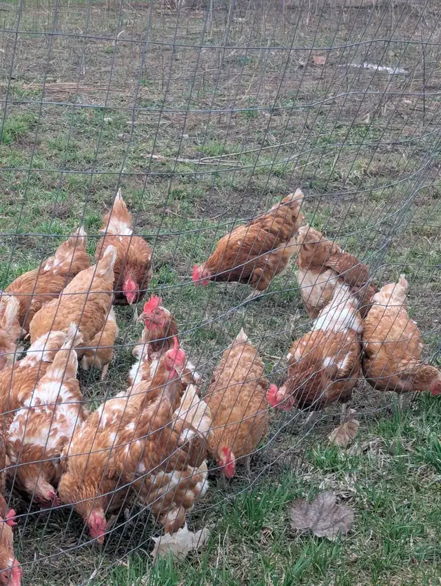 Laying Hens - Photo 3