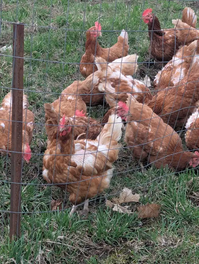 Laying Hens - Photo 4