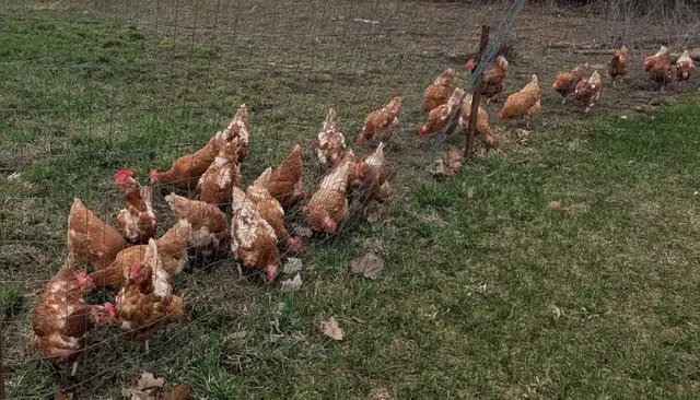 Laying Hens - Photo 5