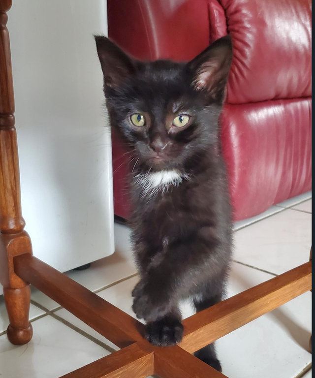 These adorable kittens are just 40 days old and are looking for - Photo 3