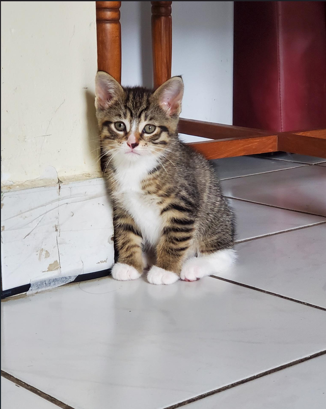 These adorable kittens are just 40 days old and are looking for