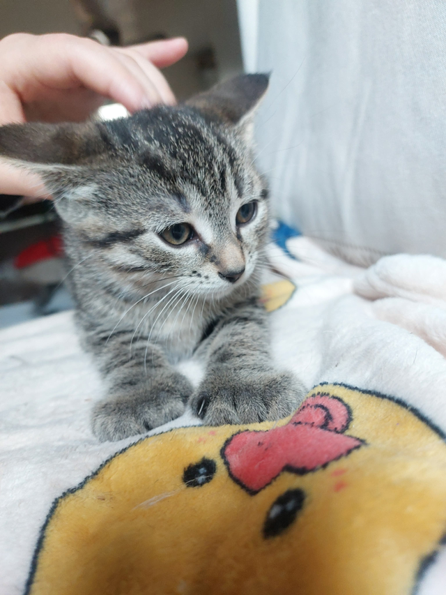 These adorable kittens are just 40 days old and are looking for - Photo 3