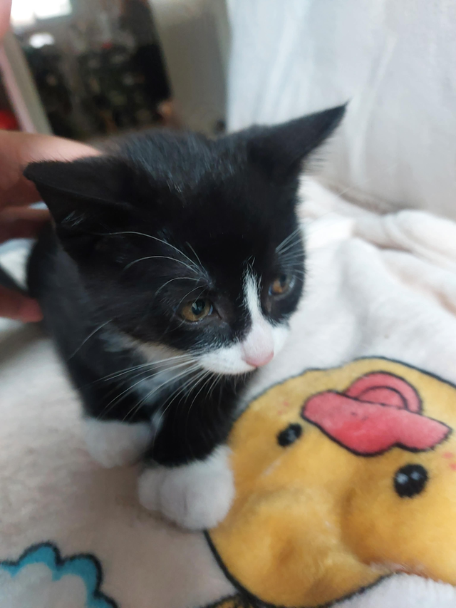 These adorable kittens are just 40 days old and are looking for - Photo 4