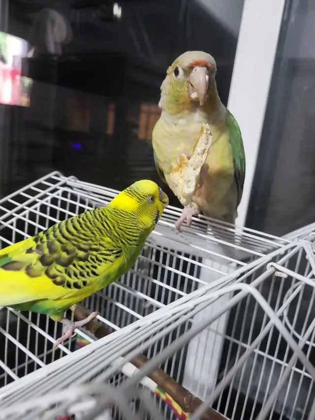 Bird Sitting - Photo 2