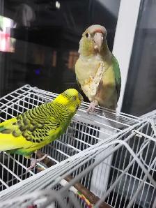 Bird Sitting - Photo 2