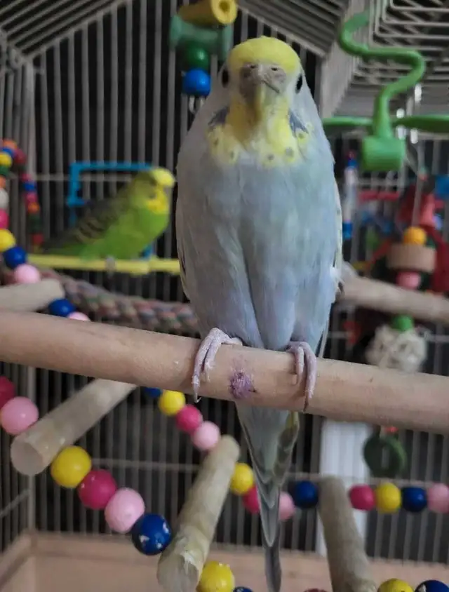 Bird Sitting - Photo 3