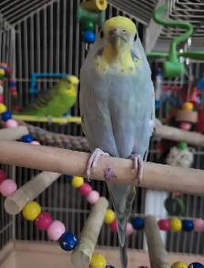 Bird Sitting - Photo 3