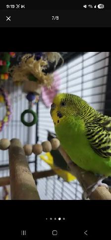 Bird Sitting - Photo 4
