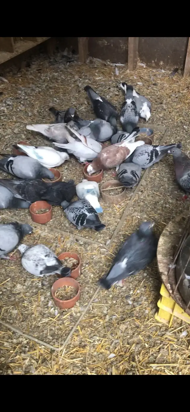 racing pigeons - Photo 2