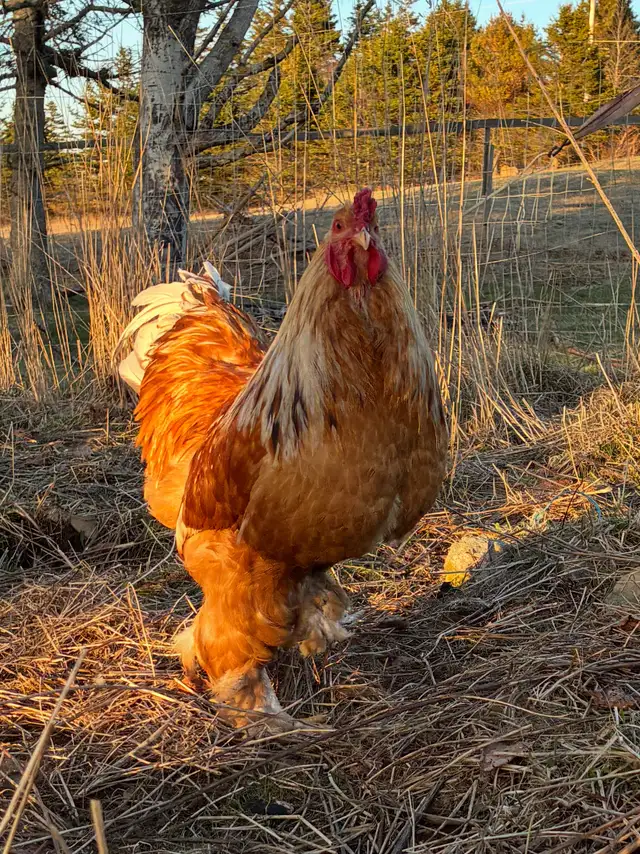 Brahma Roosters