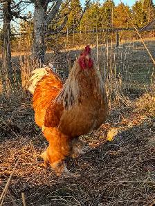 Brahma Roosters