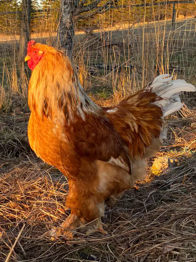 Brahma Roosters - Photo 2