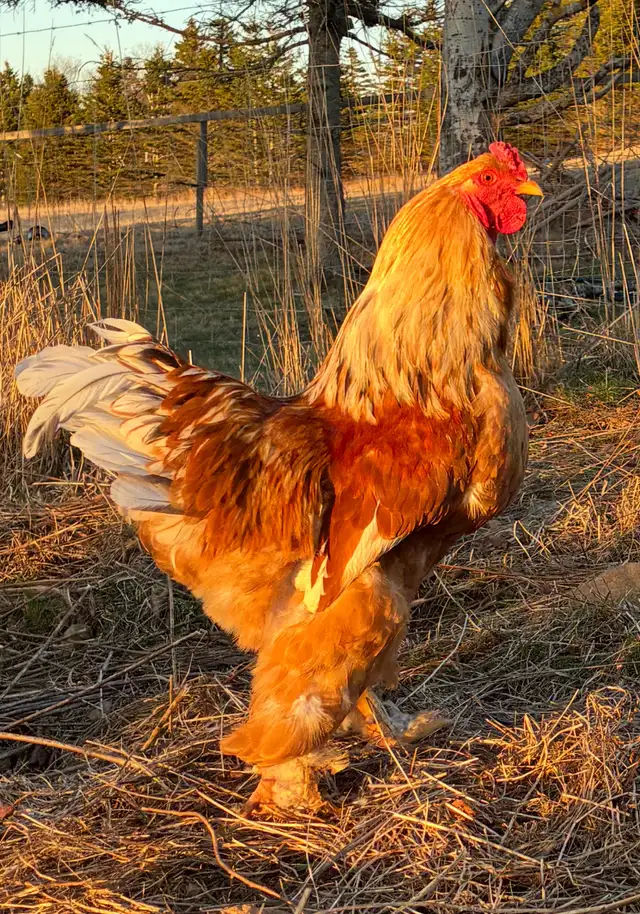 Brahma Roosters - Photo 3